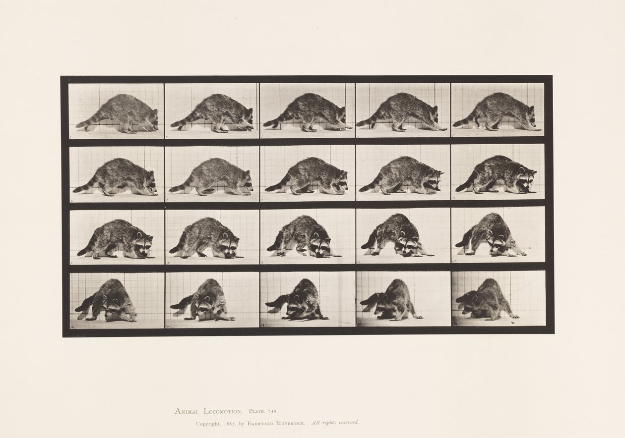 tábla 745. Mosómedve; Séta; és Megfordulni alkotó: Eadweard Muybridge