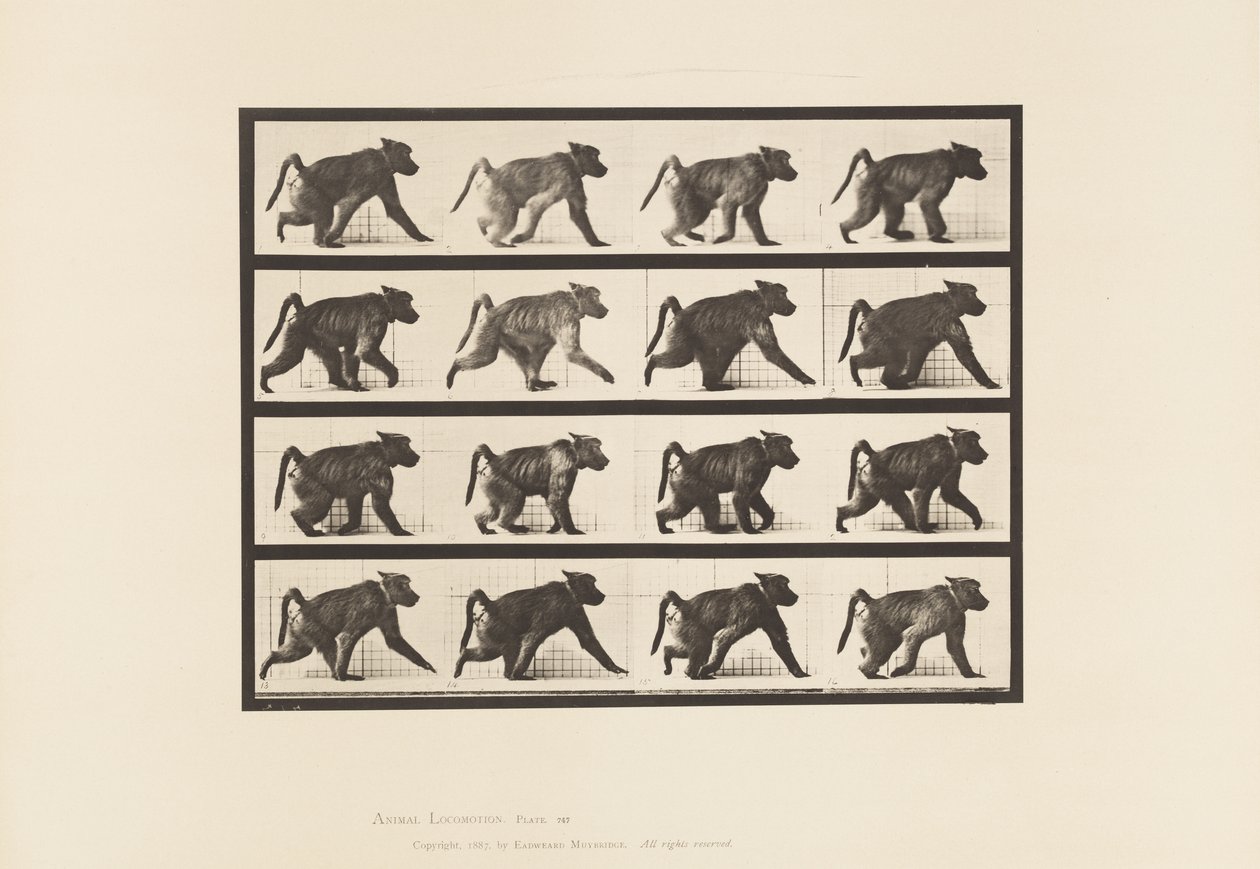 tábla 747. Pávián; Négyes séta alkotó: Eadweard Muybridge
