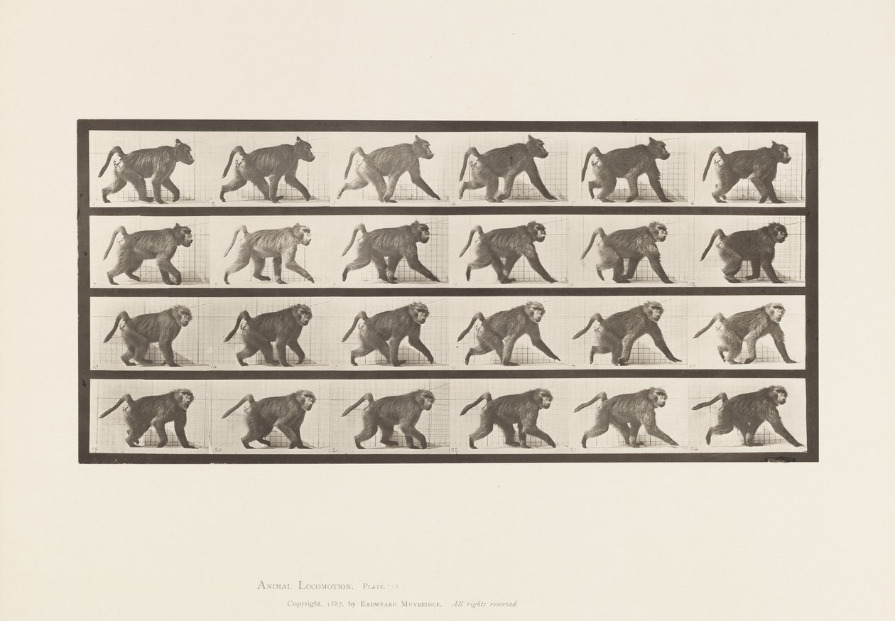 tábla 748. Pávián; Négyes séta alkotó: Eadweard Muybridge