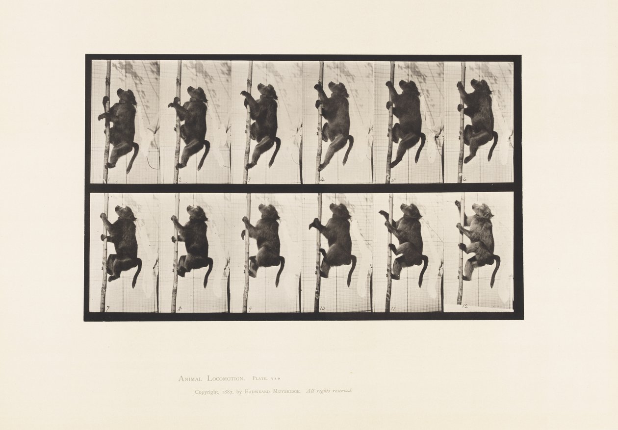 tábla 749. Pávián; Rúdra mászni alkotó: Eadweard Muybridge