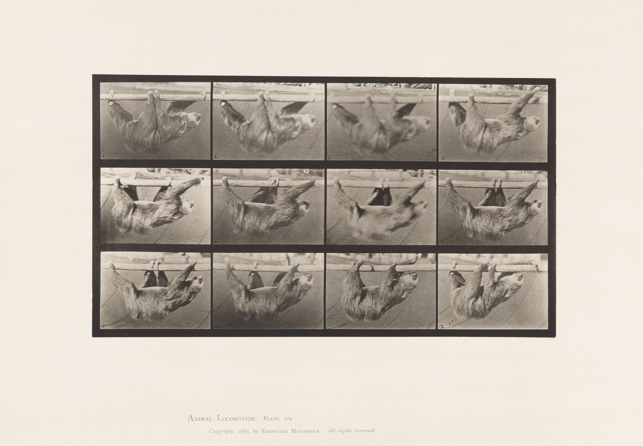 tábla 750. Laza; Séta, vízszintes sarkon függesztve alkotó: Eadweard Muybridge