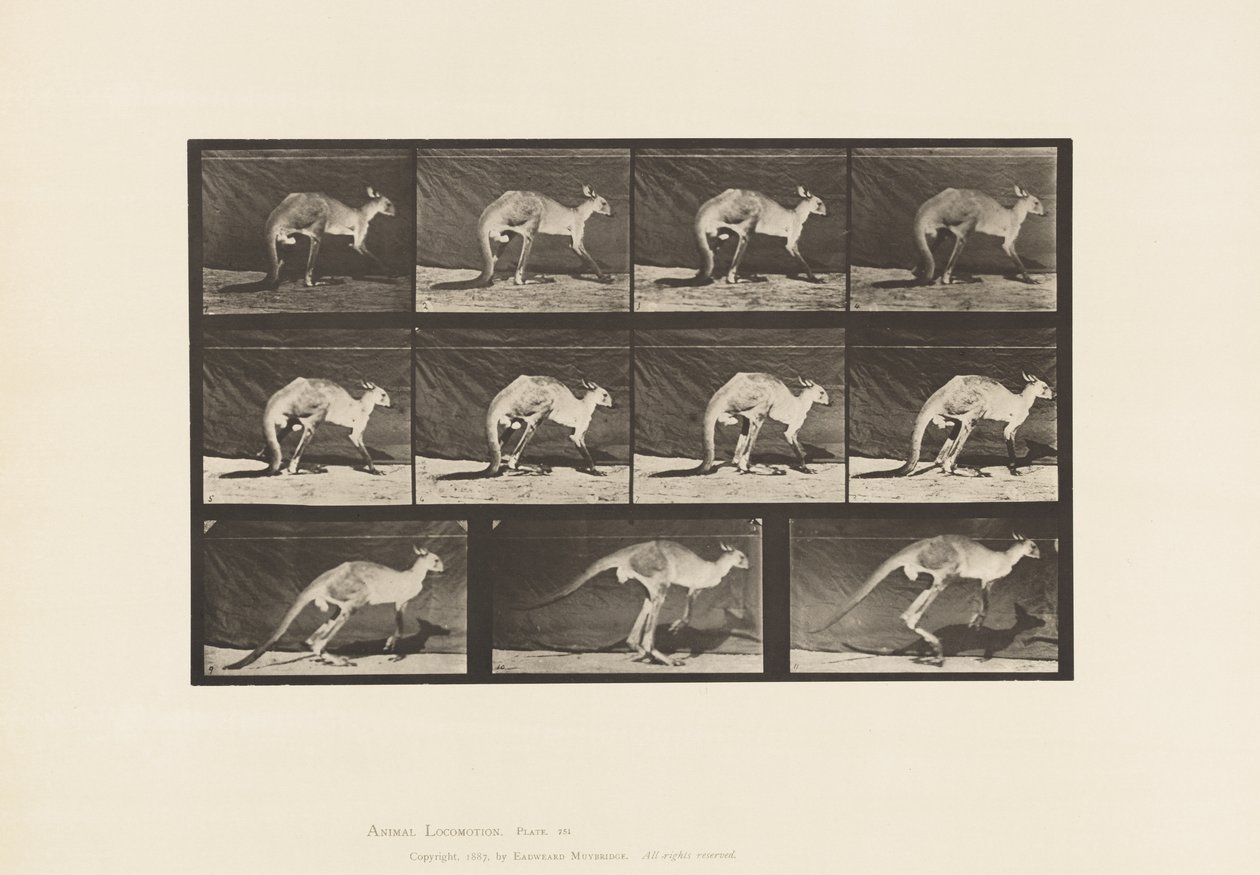 tábla 751. Kenguru; Négyes séta; Váltson ugrásra alkotó: Eadweard Muybridge
