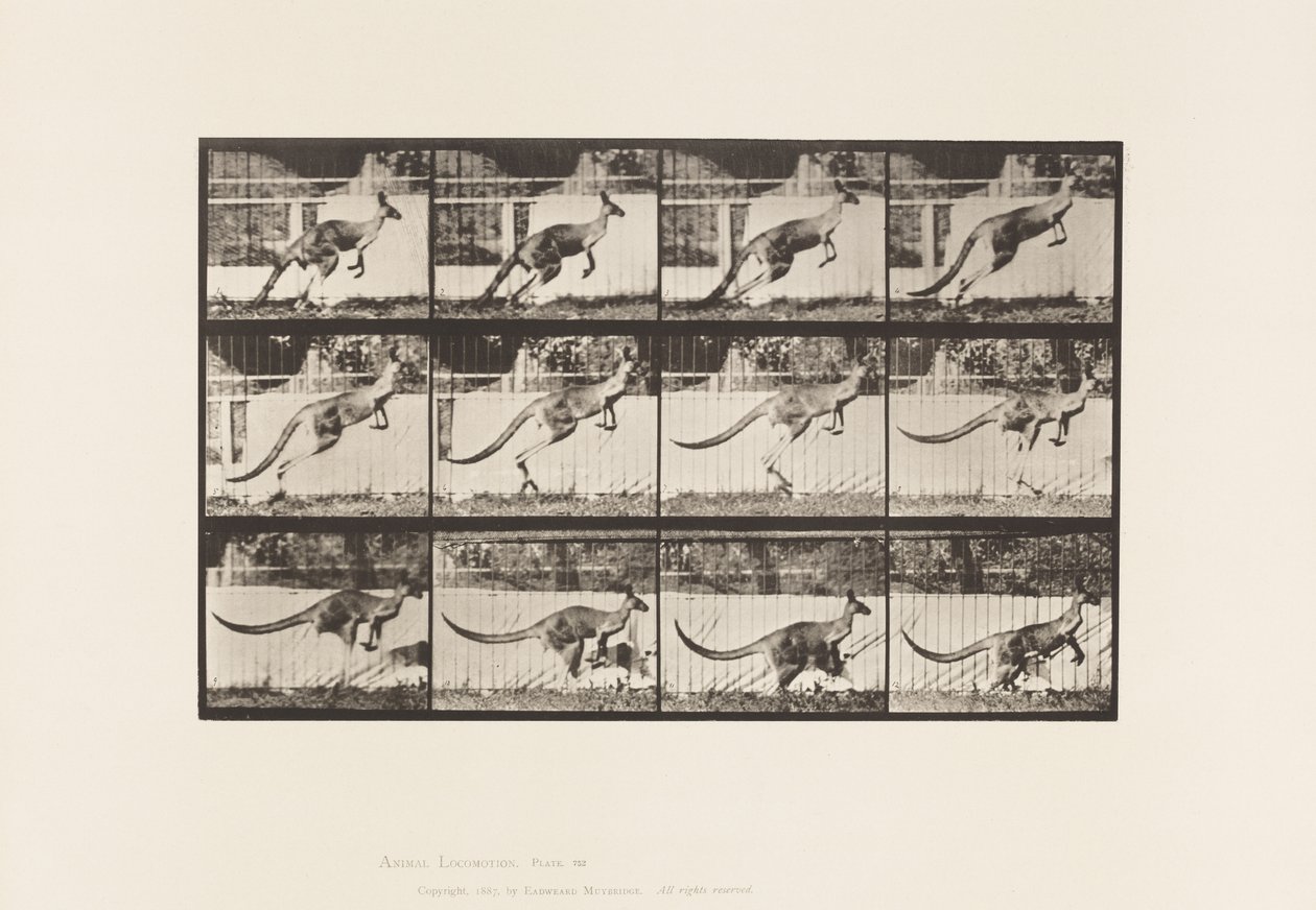 tábla 752. Kenguru; Ugrás alkotó: Eadweard Muybridge