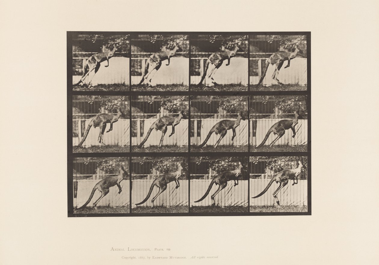 tábla 753. Kenguru; Ugrás alkotó: Eadweard Muybridge