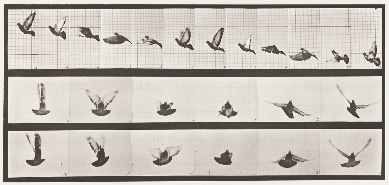 tábla 755. Galamb; Repülő alkotó: Eadweard Muybridge