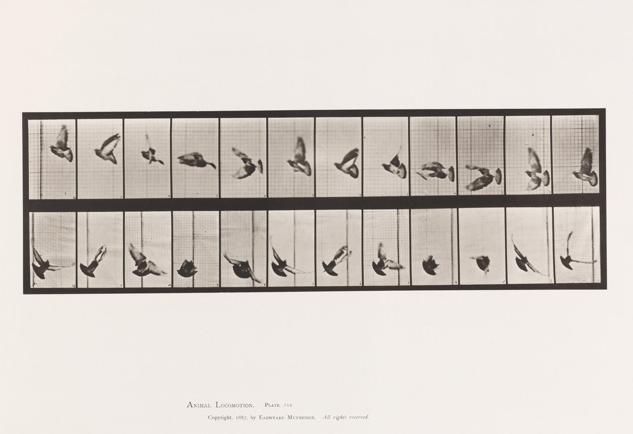 tábla 756. Galamb; Repülő alkotó: Eadweard Muybridge