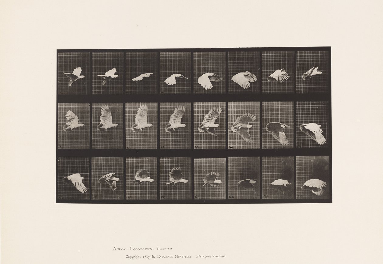 tányér 758. Kakadu; Repülő alkotó: Eadweard Muybridge