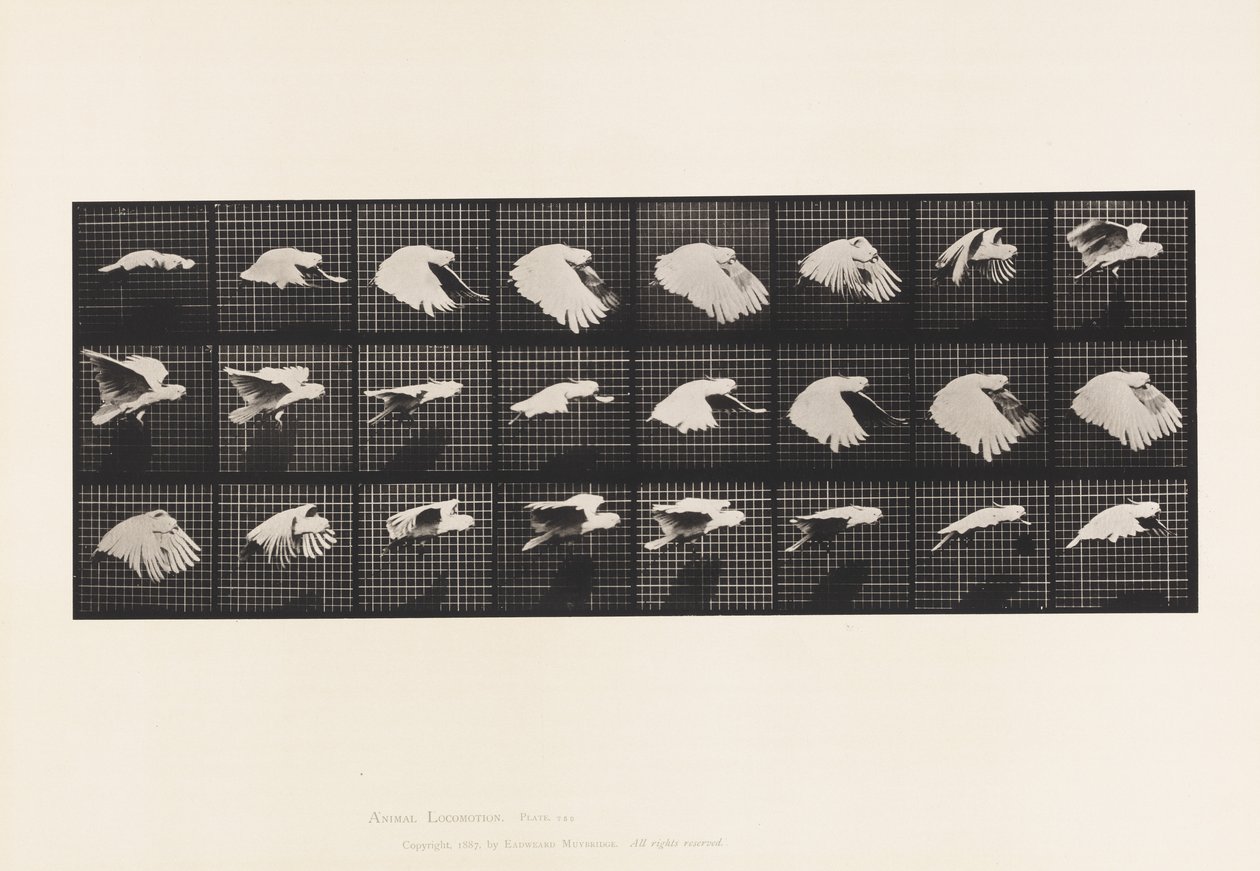 Tányér 759. Kakadu; Repülő alkotó: Eadweard Muybridge