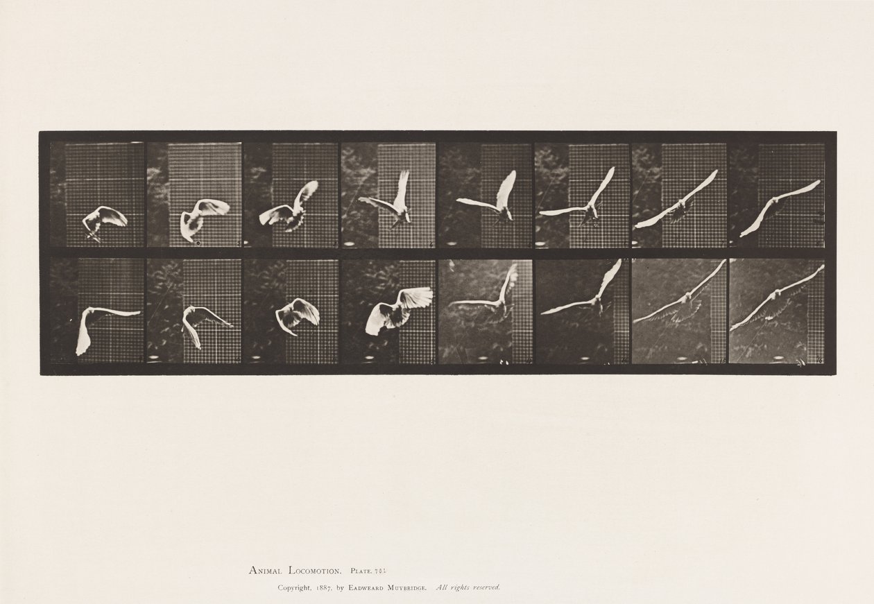 Tányér 761. Kakadu; Repülő alkotó: Eadweard Muybridge