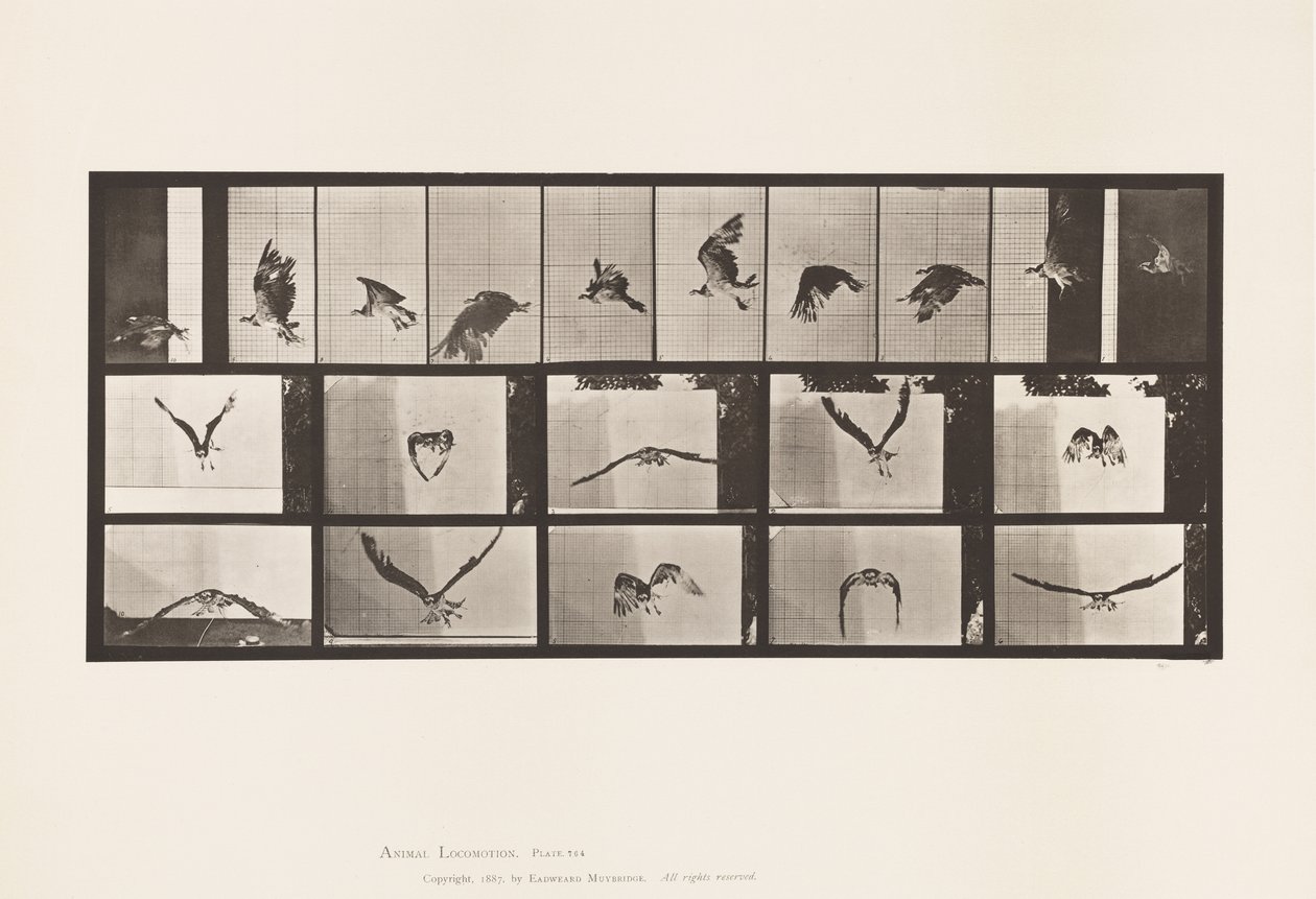 764. tábla Halasólyom; Repülő alkotó: Eadweard Muybridge