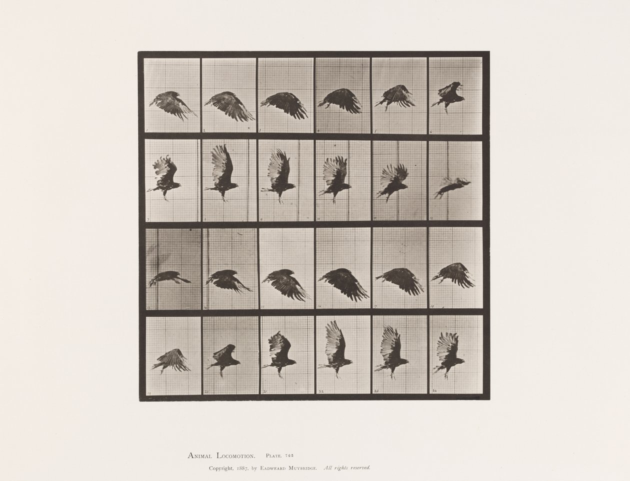tábla 765. Keselyű; Repülő alkotó: Eadweard Muybridge