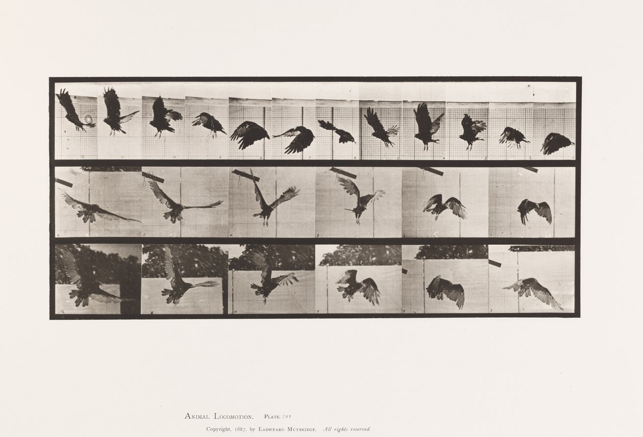 tábla 767. Keselyű; Repülő alkotó: Eadweard Muybridge