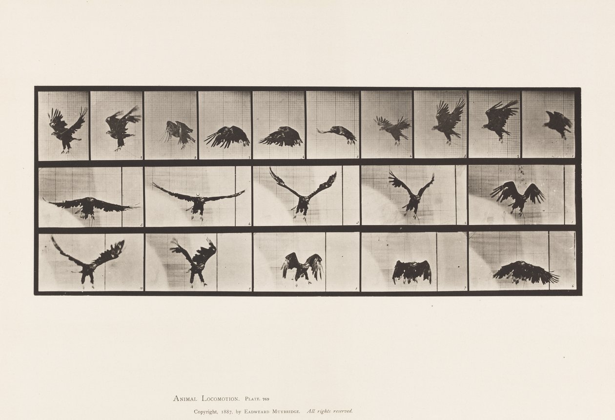 769. tábla. Amerikai sas; Repülő alkotó: Eadweard Muybridge
