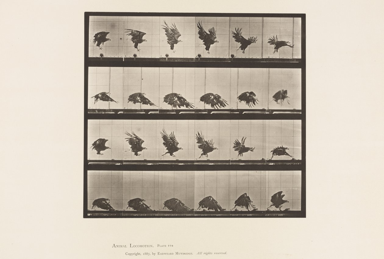 770. tábla. Amerikai sas; Repülés a Föld közelében alkotó: Eadweard Muybridge