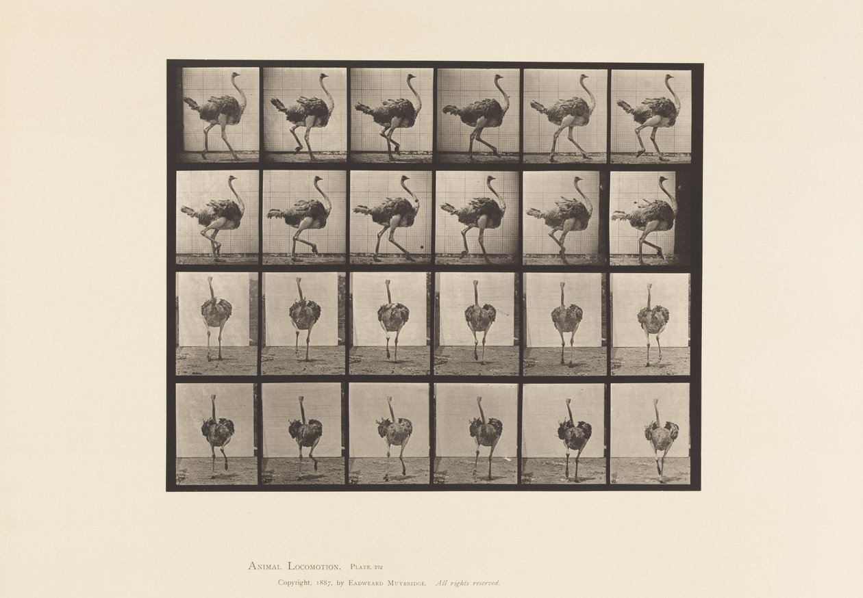 tábla 772. Strucc; Séta alkotó: Eadweard Muybridge