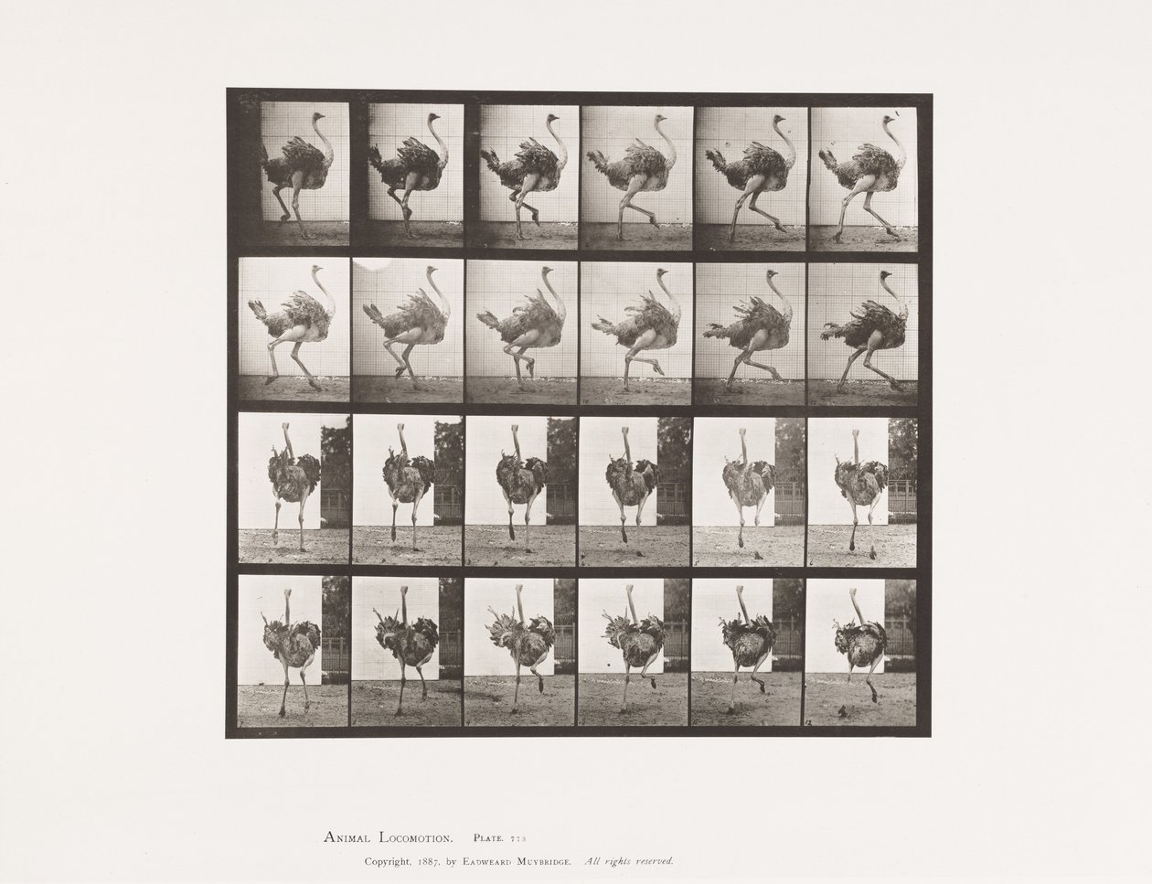 tábla 773. Strucc; Futó alkotó: Eadweard Muybridge