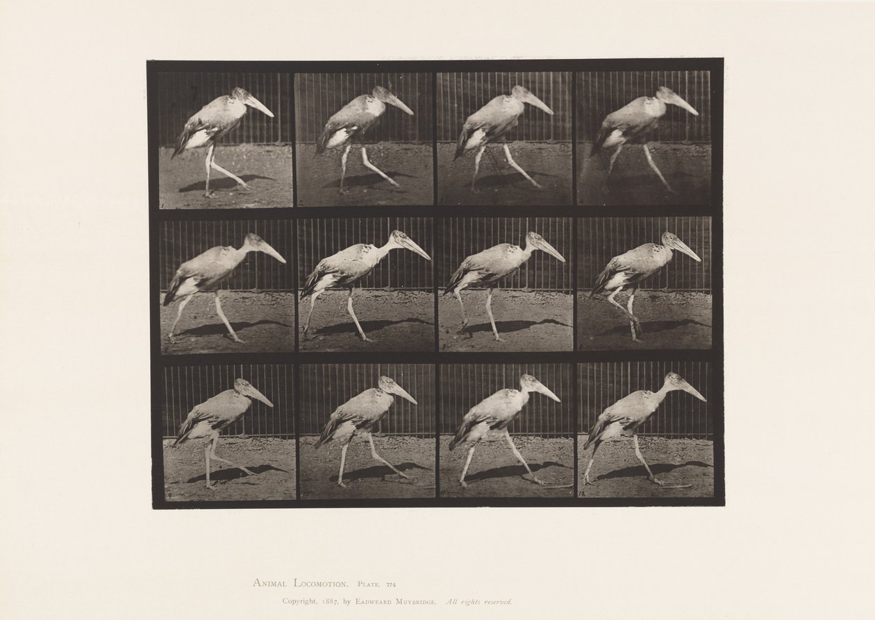 tábla 774. Adjutáns; Séta alkotó: Eadweard Muybridge