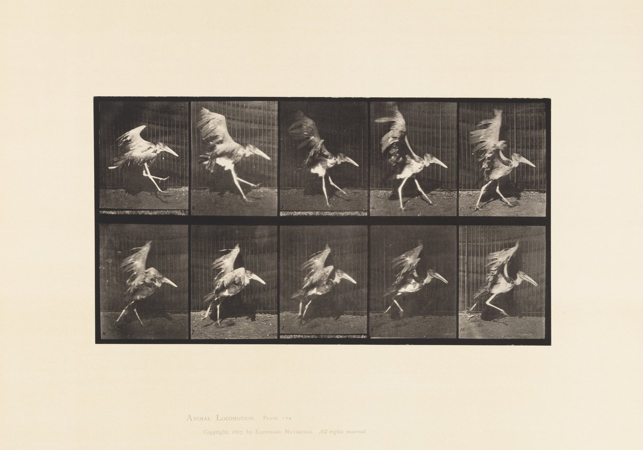 tábla 775. Adjutáns; Flying Run alkotó: Eadweard Muybridge