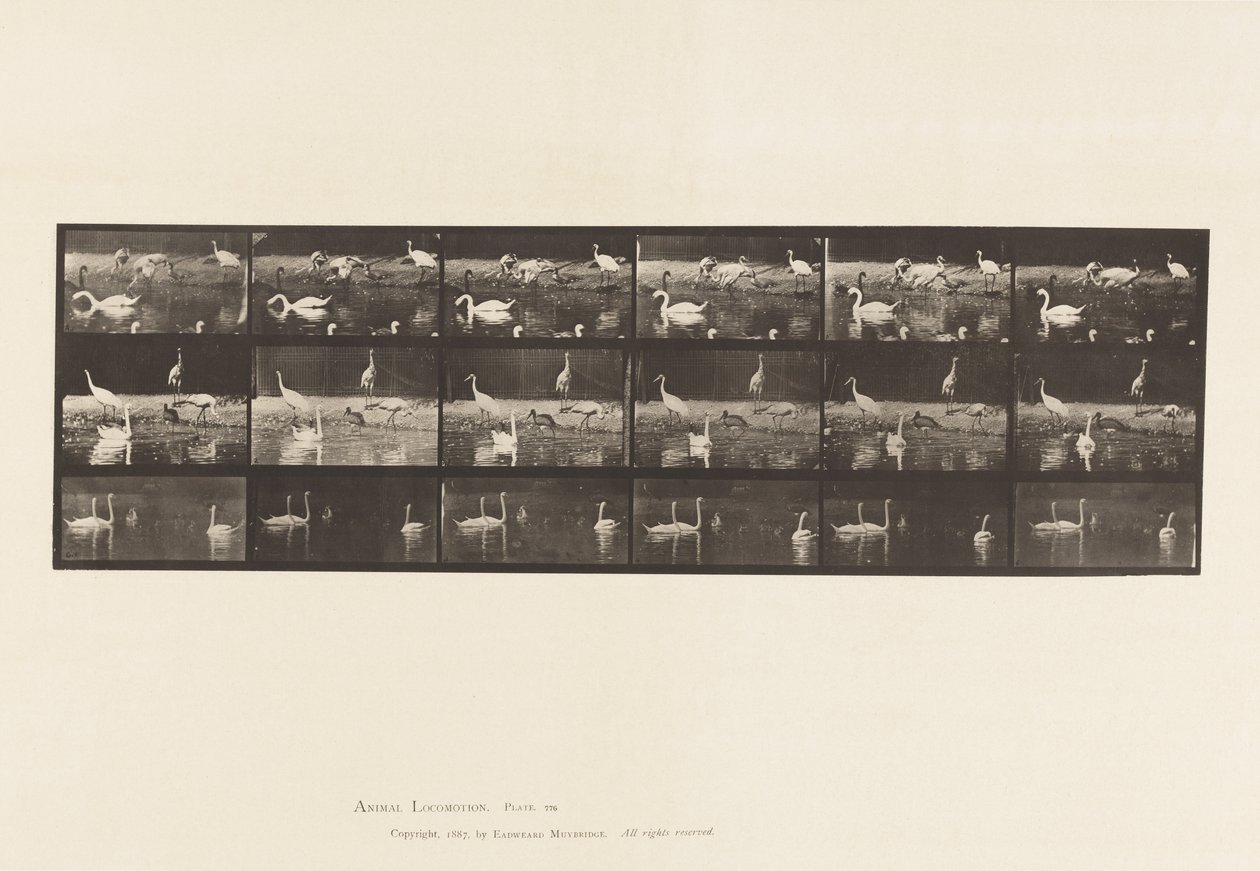 tábla 776. Gólyák; Hattyúk stb., A, B, C alkotó: Eadweard Muybridge