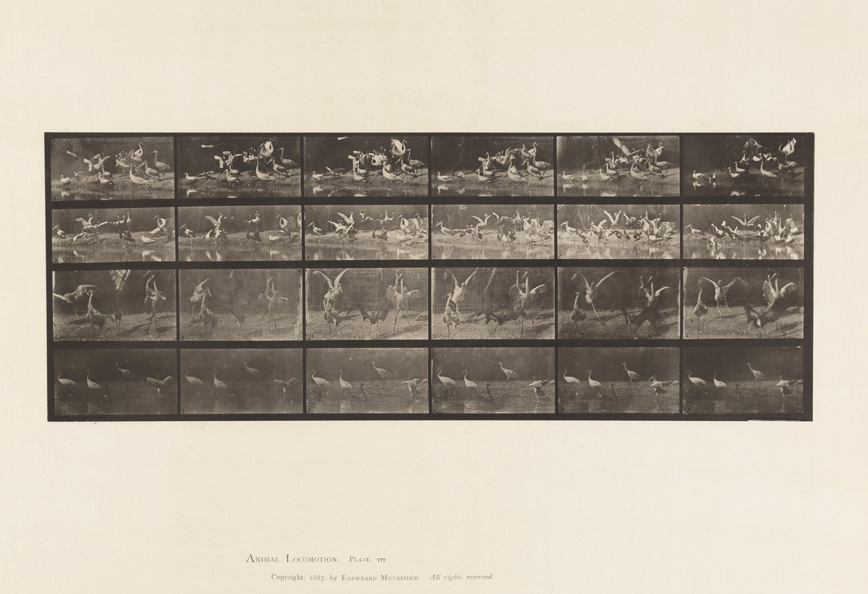 tábla 777. Gólyák; stb, A, B, C, D alkotó: Eadweard Muybridge