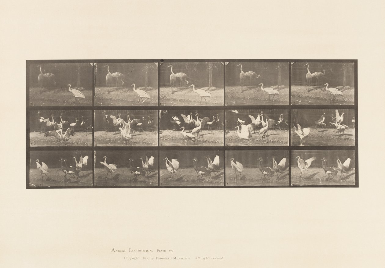 tábla 778. Gólyák; stb, A, B, C alkotó: Eadweard Muybridge
