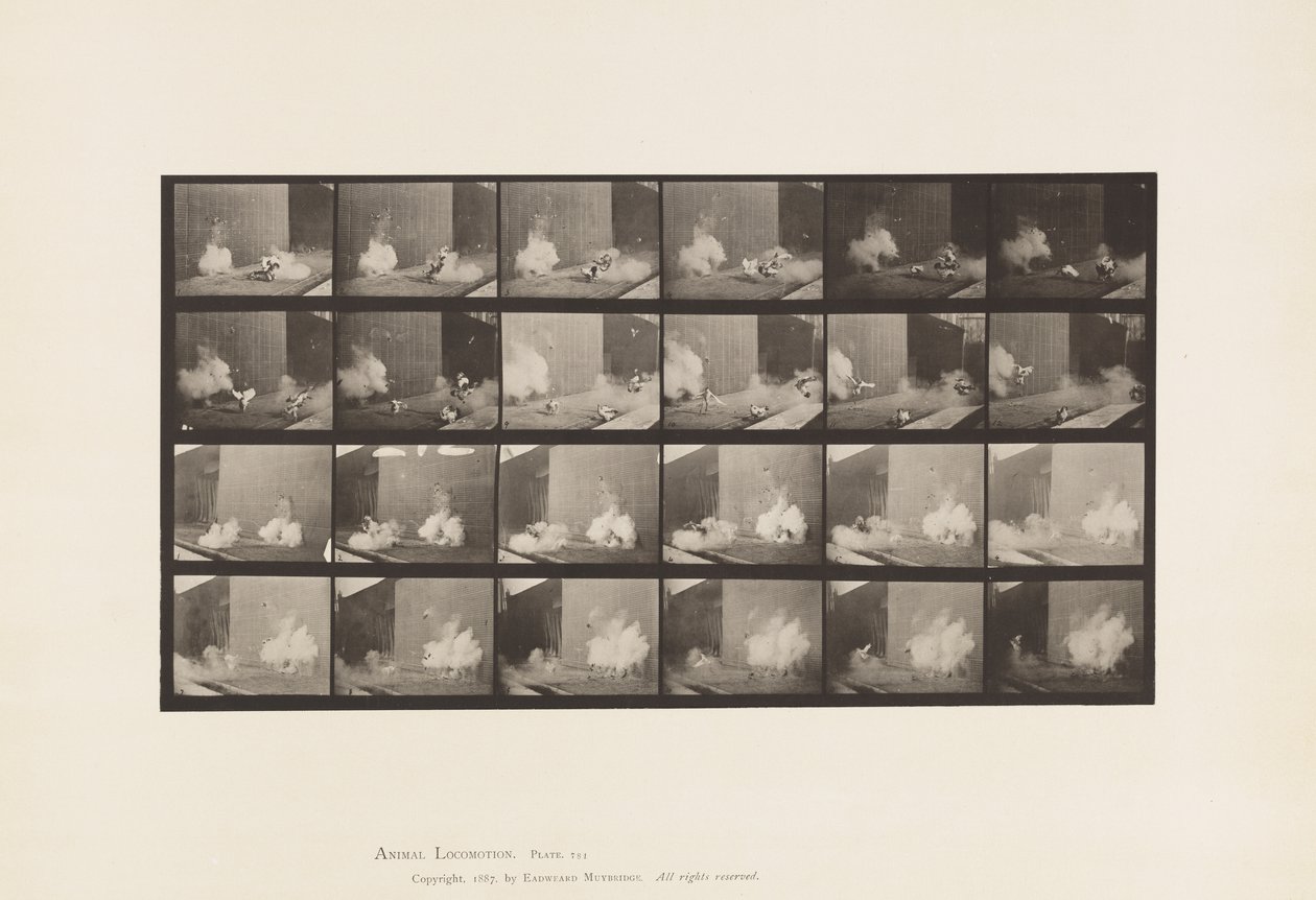 Tányér 781. Csirke; Megijedt Torpedótól alkotó: Eadweard Muybridge