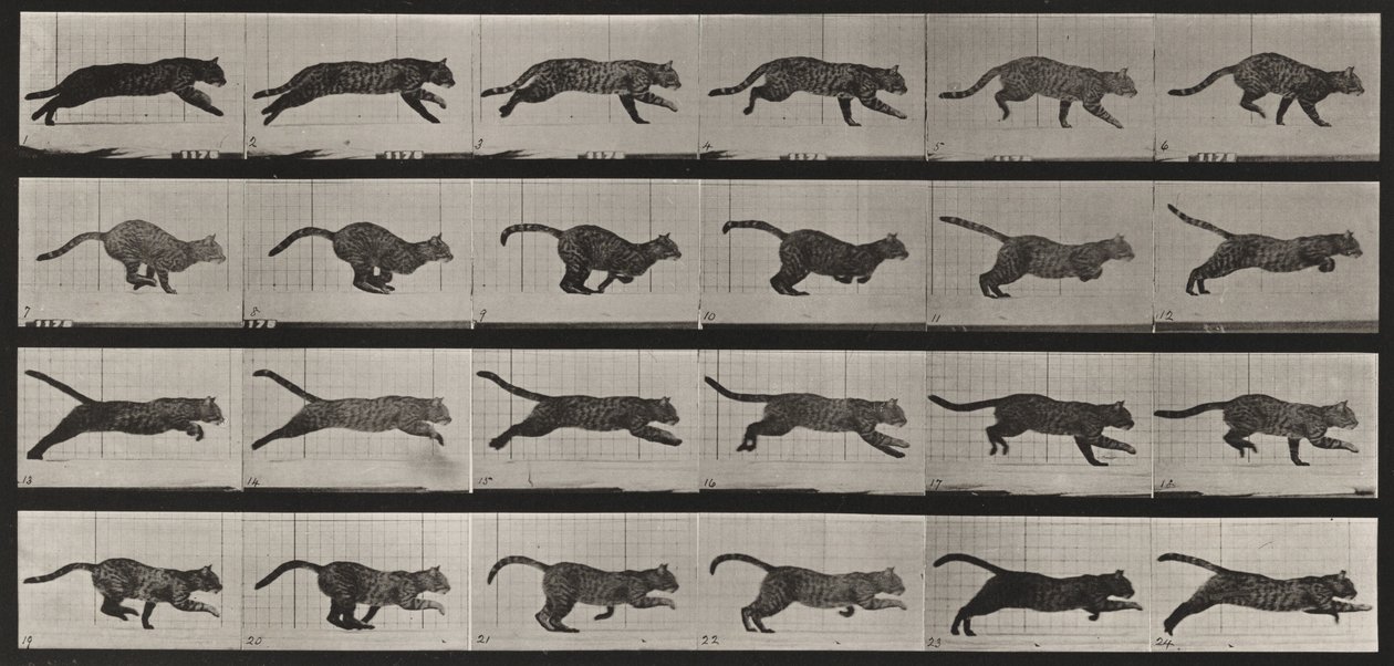 720. számú tábla. Macska; vágtázva alkotó: Eadweard Muybridge