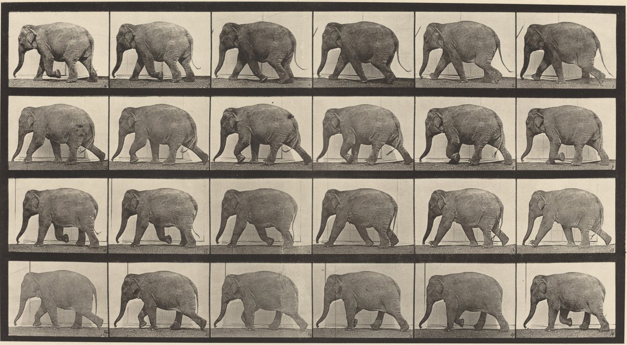 733-as táblaszám. Elefántjárás alkotó: Eadweard Muybridge