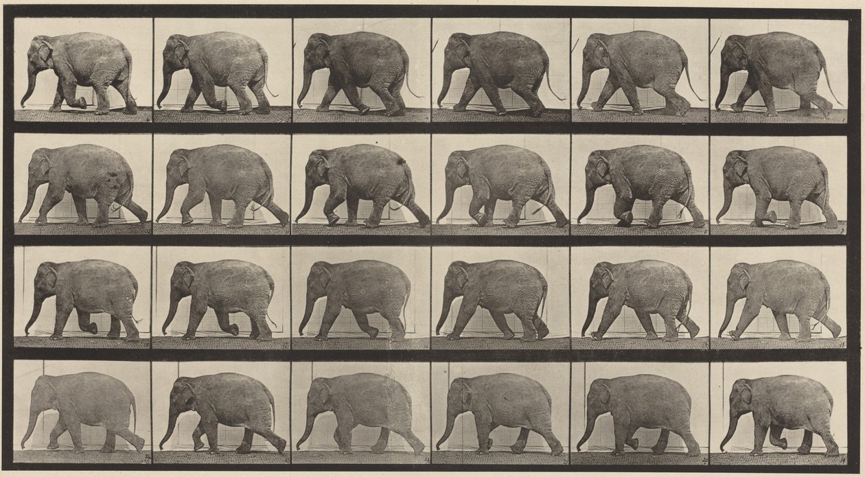 733. számú tábla. Sétáló elefánt alkotó: Eadweard Muybridge