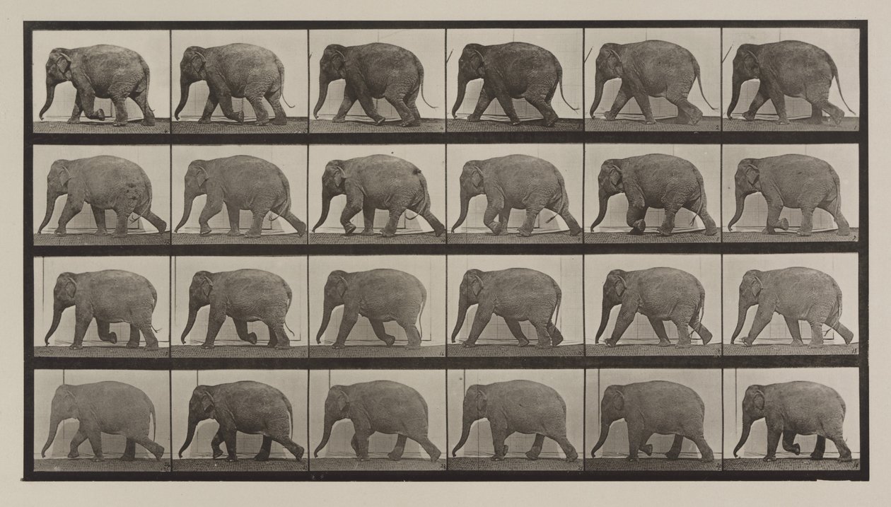 733-as táblaszám. Elefántjárás alkotó: Eadweard Muybridge