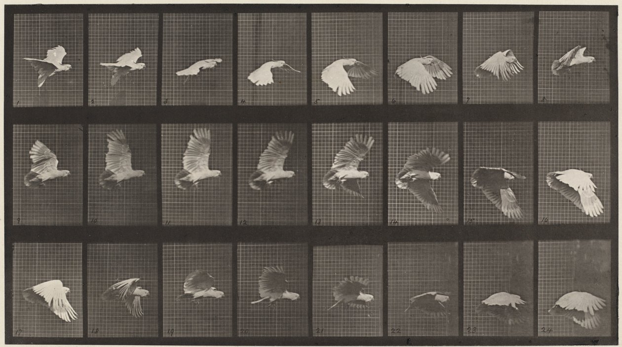 758-as rendszám. Repülő kakadu,1887 (fénykép) alkotó: Eadweard Muybridge