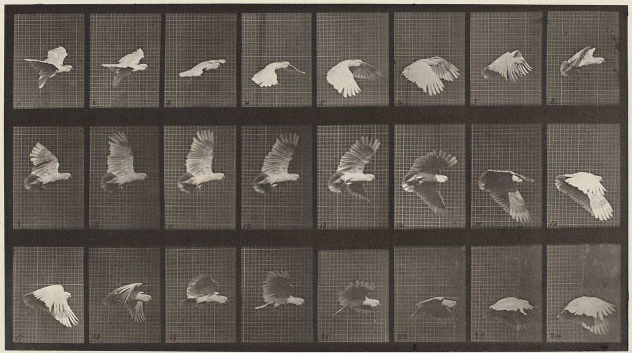 Rendszám: 758. Repülő kakadu alkotó: Eadweard Muybridge
