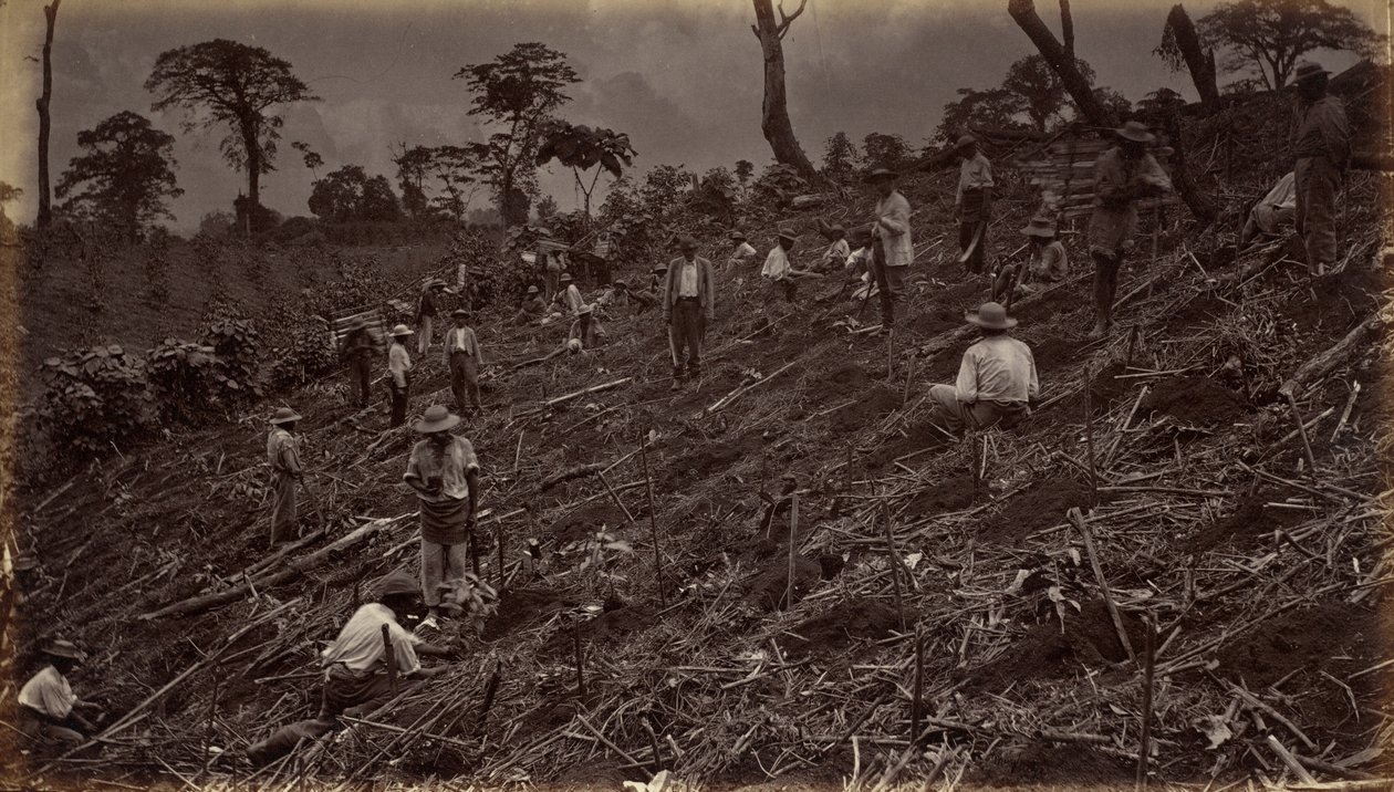 Kávéültetvény telepítése Antigua de Guatemalában, 1875, megjelent 1877-ben (fotó) alkotó: Eadweard Muybridge
