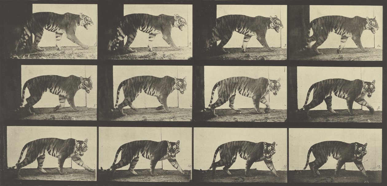 Tigrisjárás, 729-es tábla az Animal Locomotion-tól, 1887 alkotó: Eadweard Muybridge
