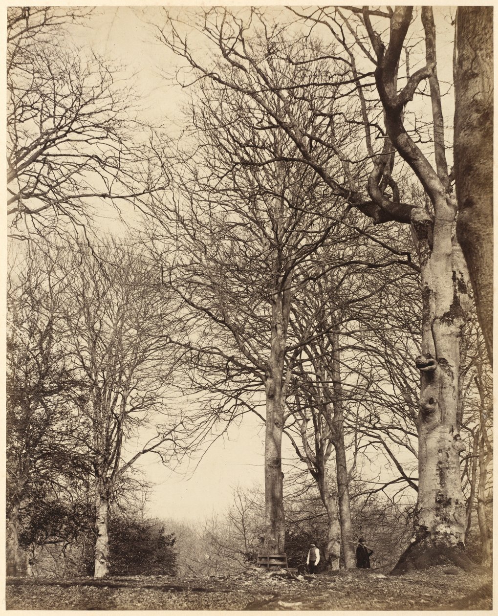 Adelaide királynő bükkje,1864 (fotó) alkotó: Earl of Caithness