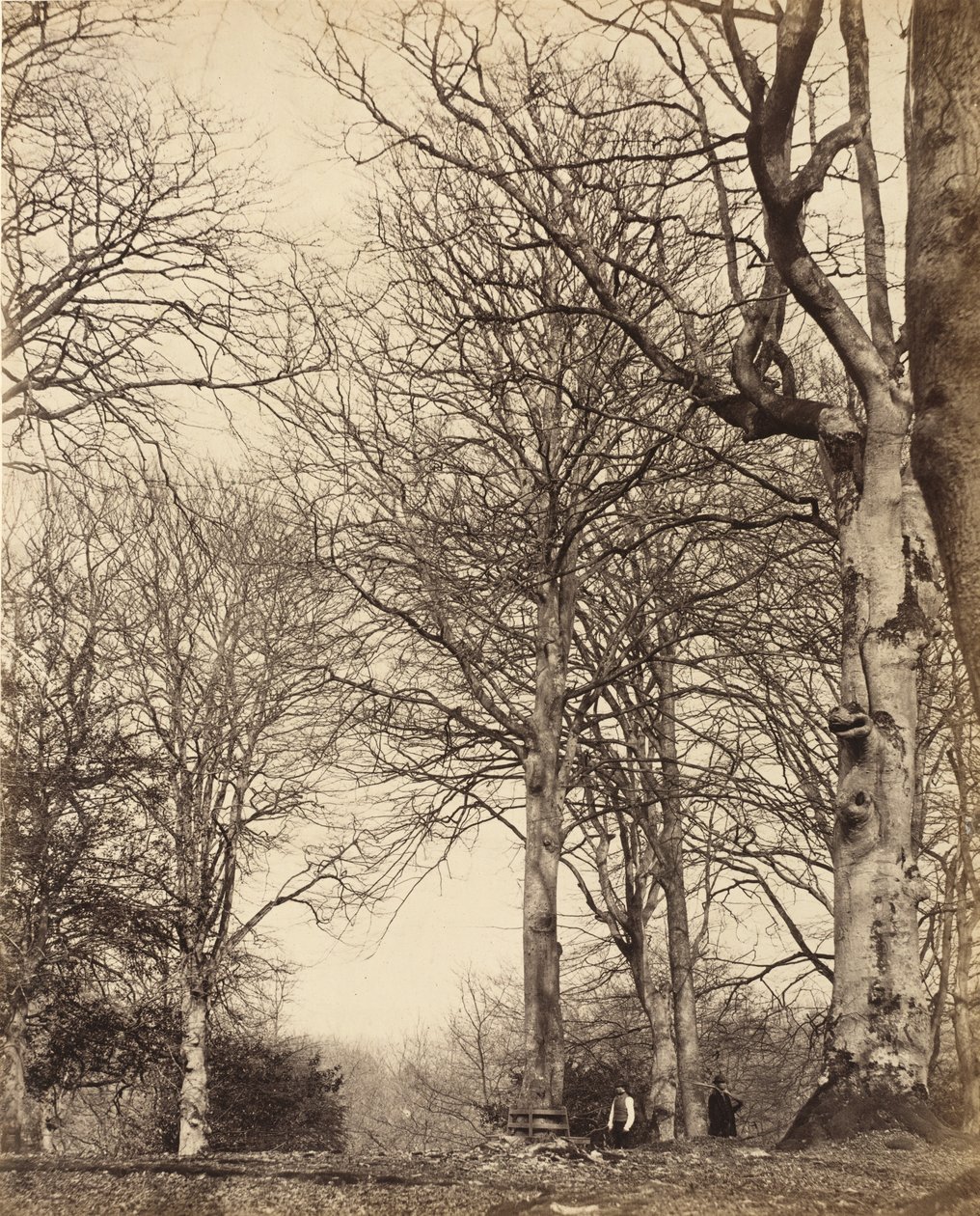 Adelaide királynő bükkje, 1864 alkotó: Earl of Caithness