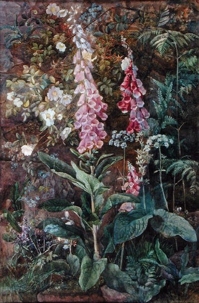 Digitalis Purpurea és Rosa Rugosa (akvarell papíron) alkotó: Edith Isabel Barrow