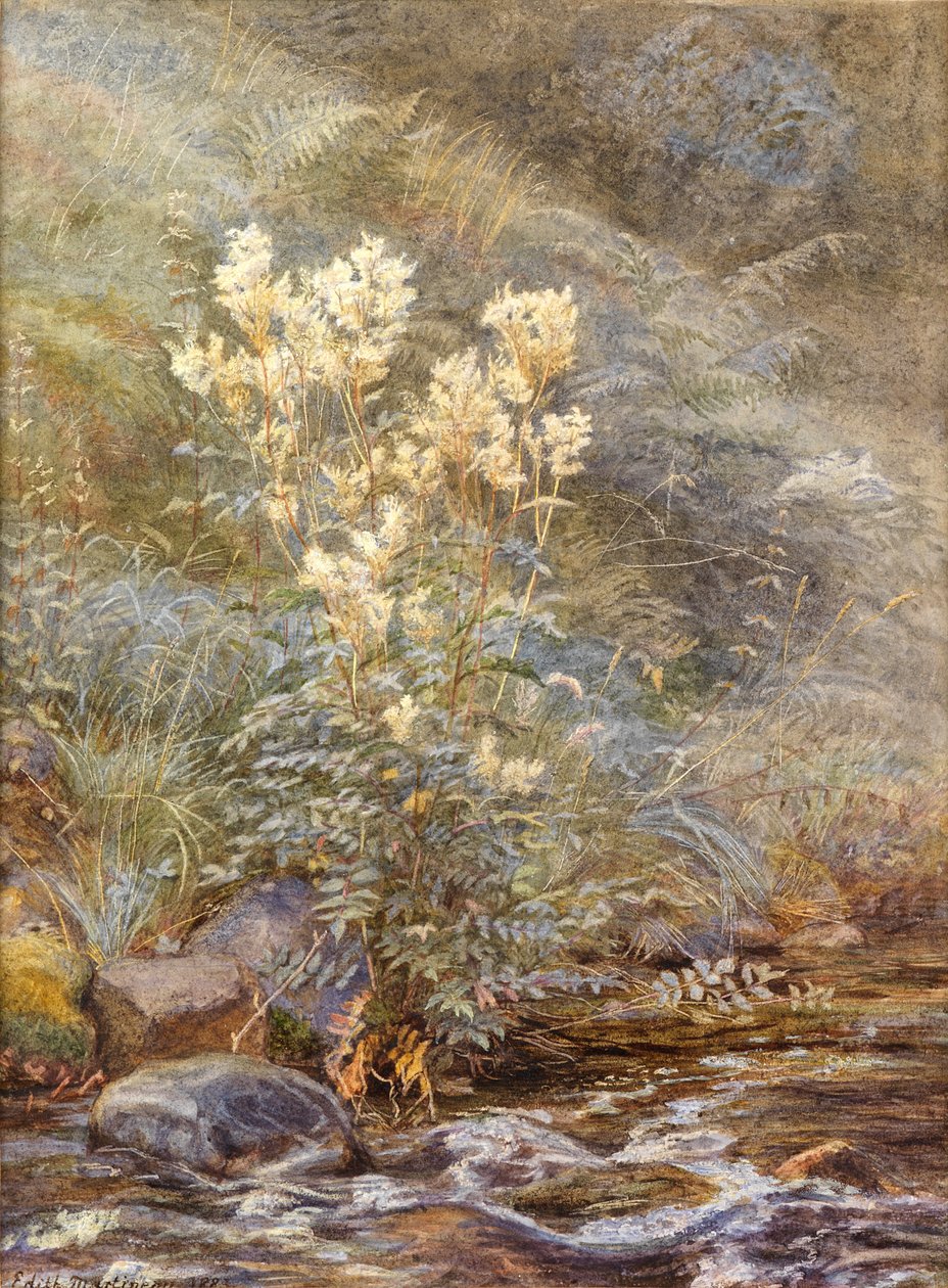 Meadowsweet a Burn mellett, Invernesshire, 1883 körül (akvarell fehérrel kiemelve) alkotó: Edith Martineau