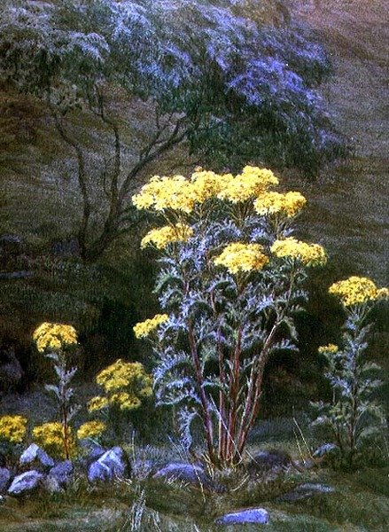 Ragwort on a Bank (akvarell papíron) alkotó: Edith Martineau