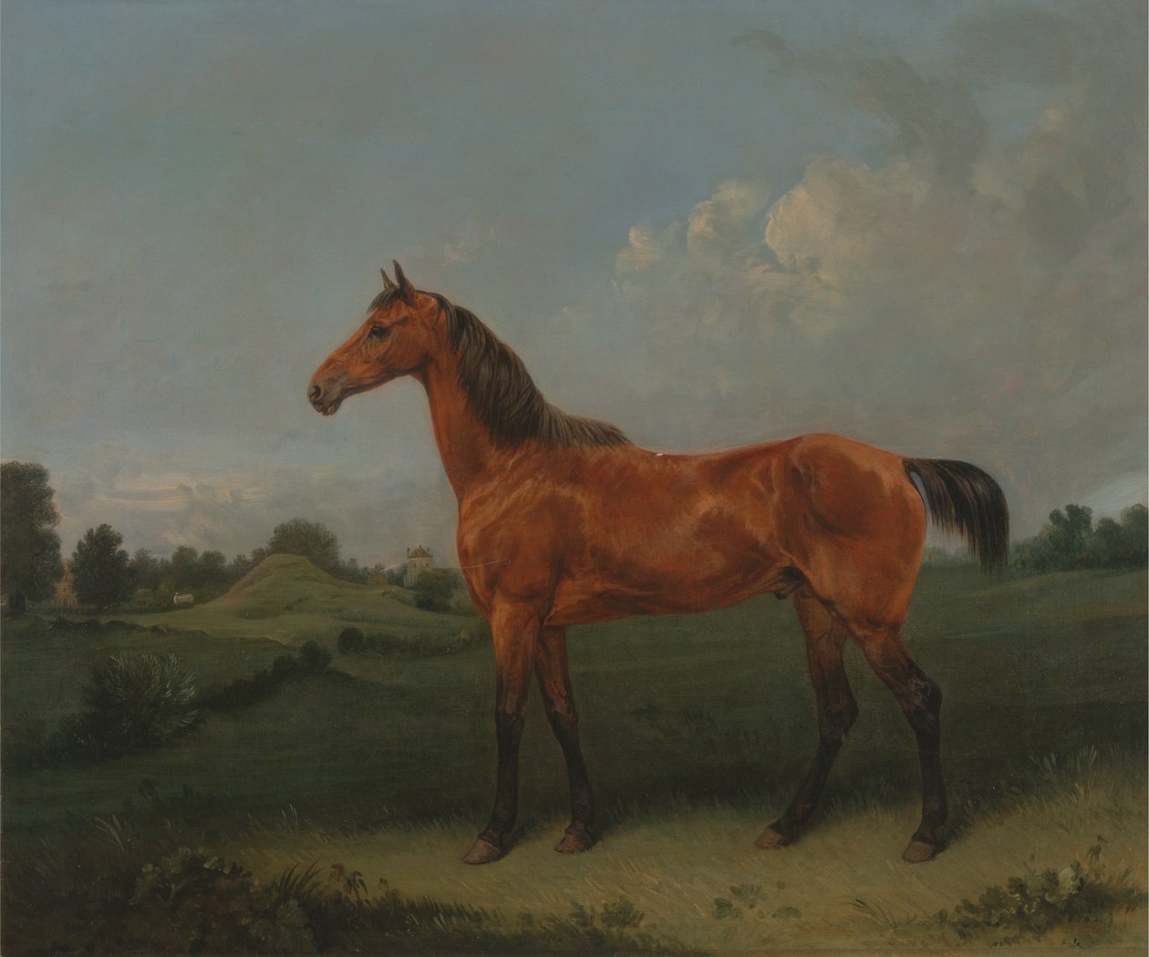 Egy öböl ló a mezőn alkotó: Edmund Bristow