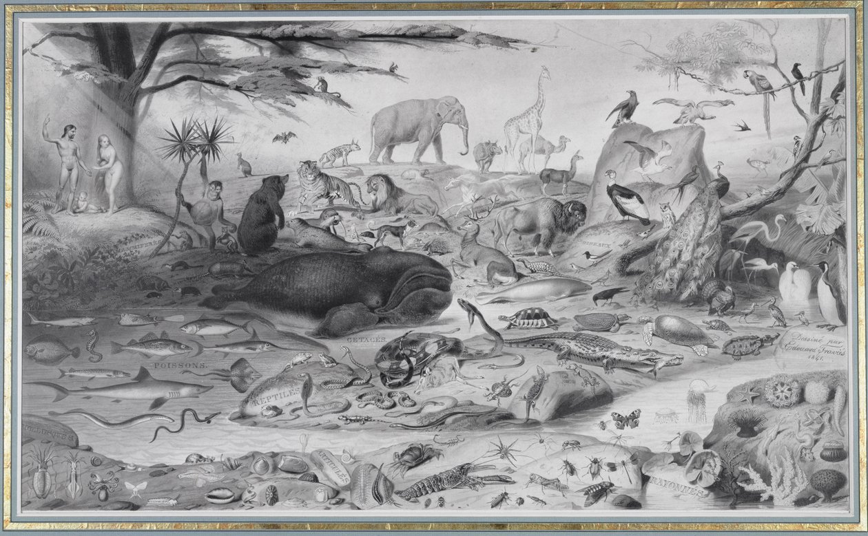 Ádám és Éva és az állatok, 1841 alkotó: Edouard Travies