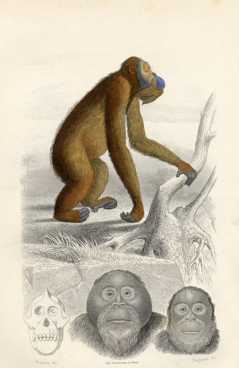 Az orangután, Paquien metszete alkotó: Edouard Travies