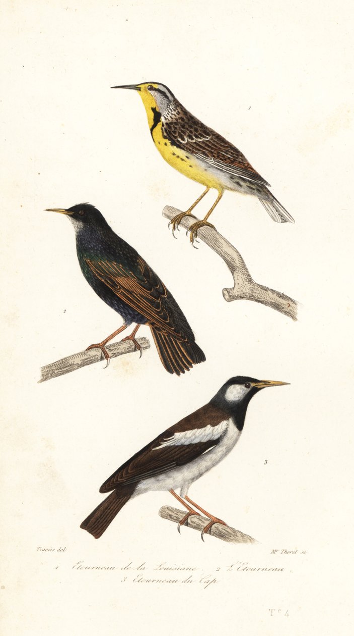 Keleti réti pacsirta, seregély és pite myna. alkotó: Edouard (after) Travies