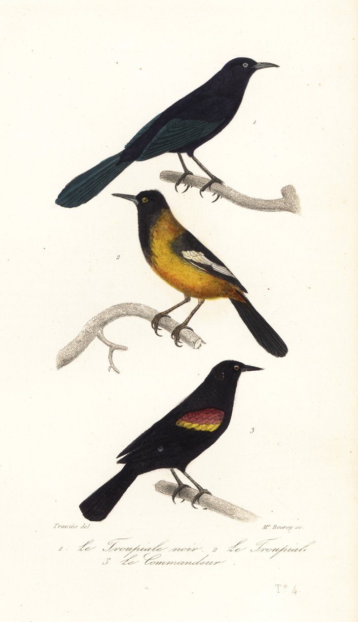 Nagy-Antillák fű, Audubon