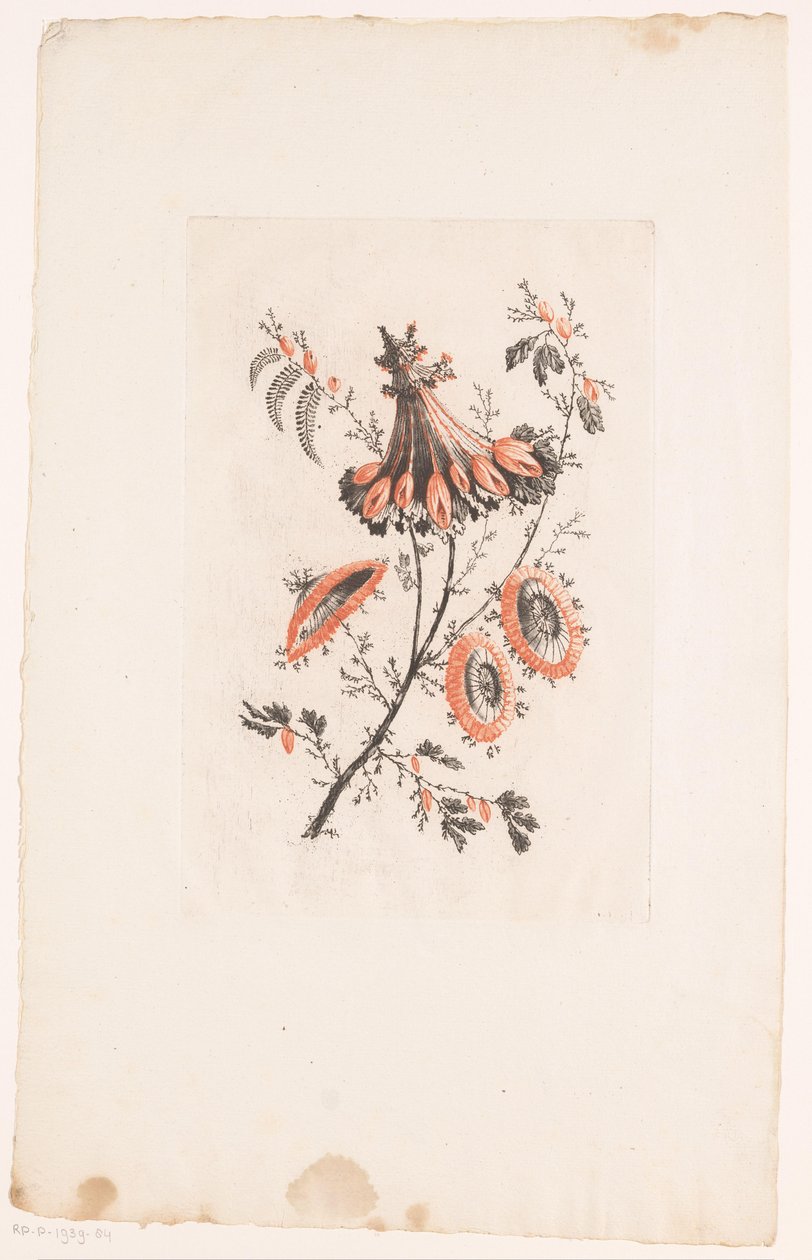 Napernyő alakú virágok Fleurs Idealle (sorozat címe) alkotó: Edouard Gautier Dagoty