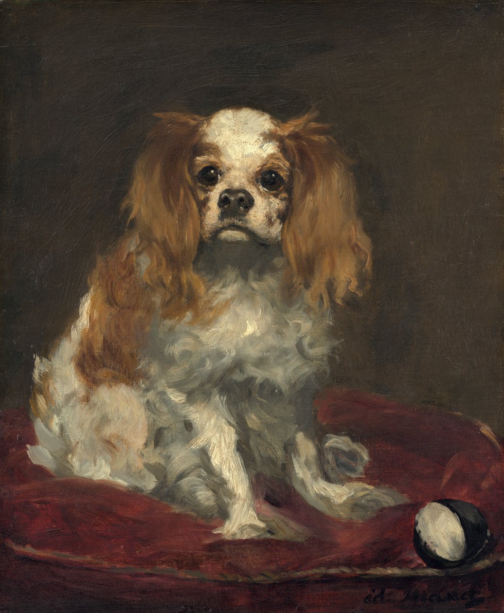 Károly király spániel, 1866 körül (olaj, vászon) alkotó: Édouard Manet