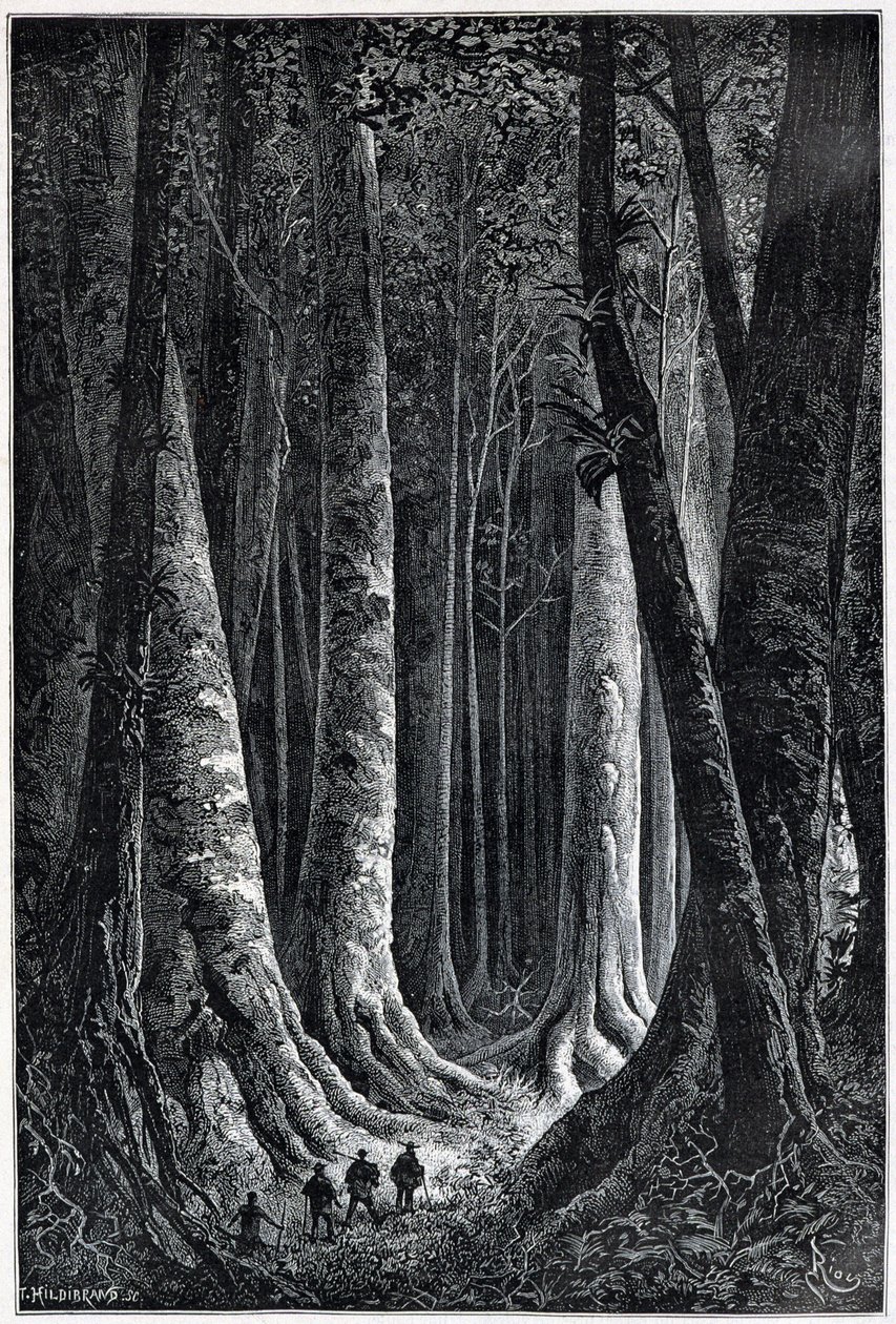 Francia Guyana-erdő, Riou rajza, „” Le Tour du Monde”, 2. szem. 1879. alkotó: Edouard Riou