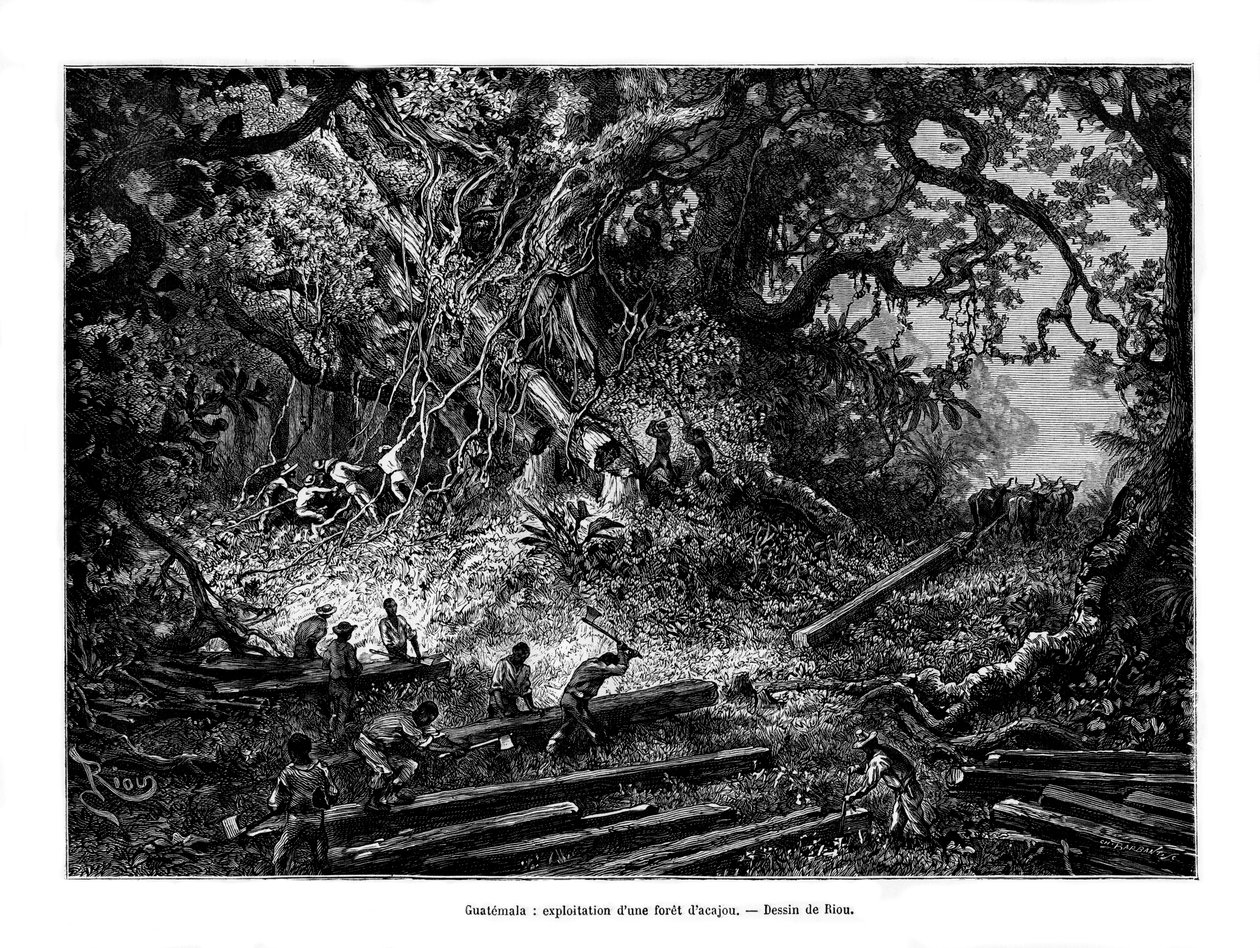 Mahagóni fa fakitermelés, Guatemala, 19. század alkotó: Edouard Riou