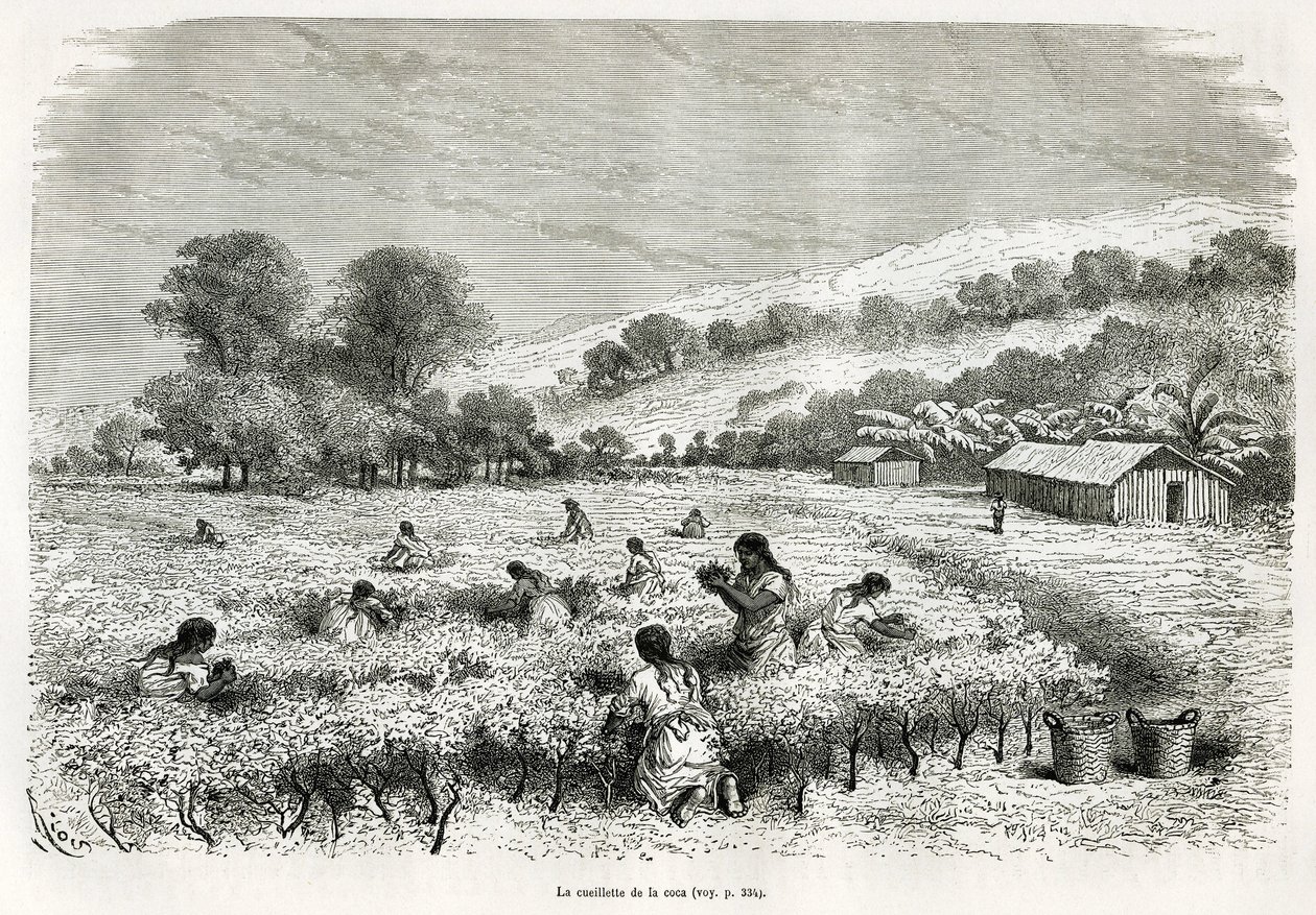 A kokalevelek szedése az Ituata-völgyben, E.Riou rajza a Titicaca régióban és Alsó-Peru keleti részének völgyeiben tett utazás szemléltetésére, Paul Marcoy 1873-ban. Gravírozás a Le tour du monde-ban alkotó: Edouard Riou