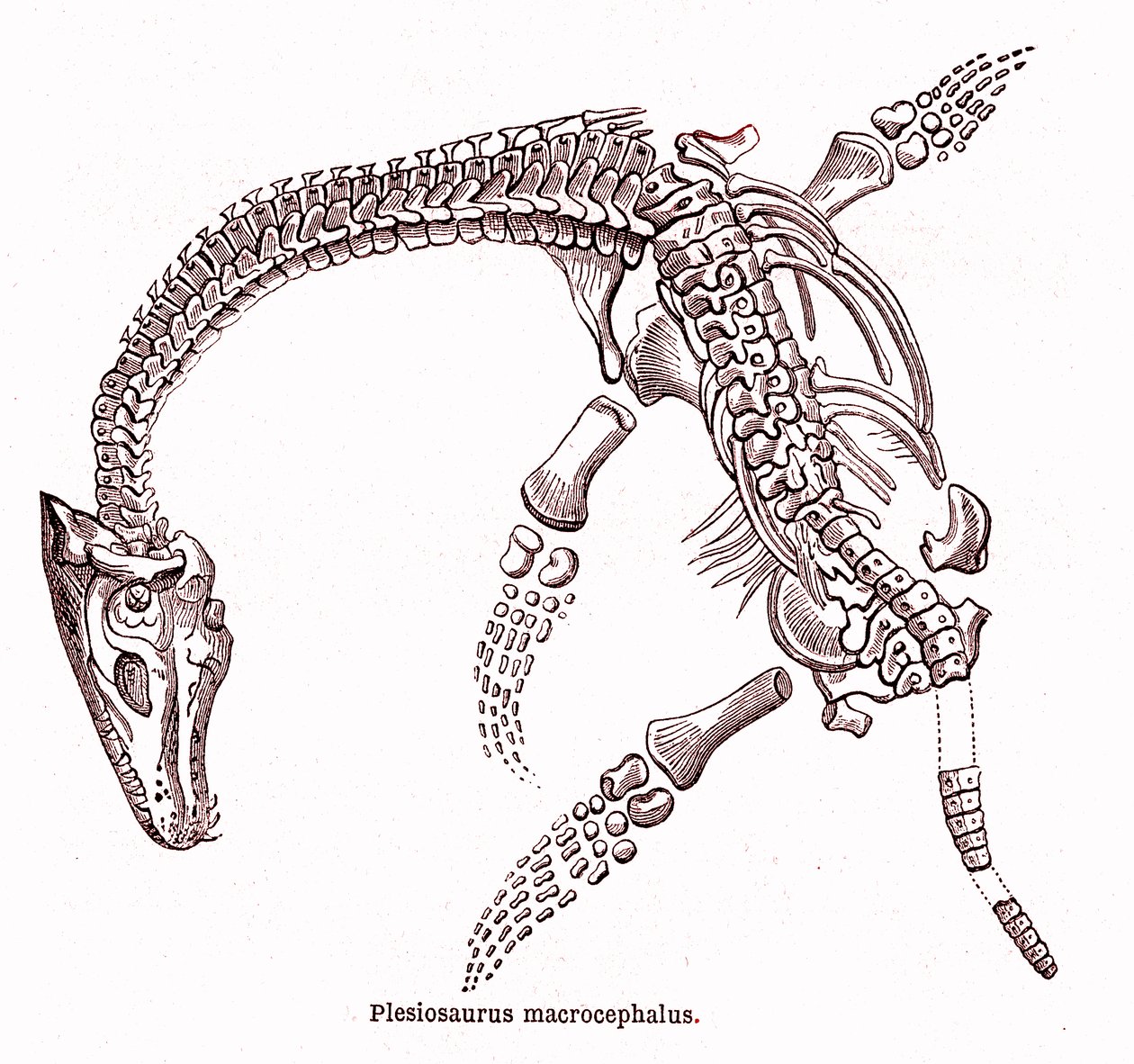 Plesiosaurus macrocephalus alkotó: Edouard Riou
